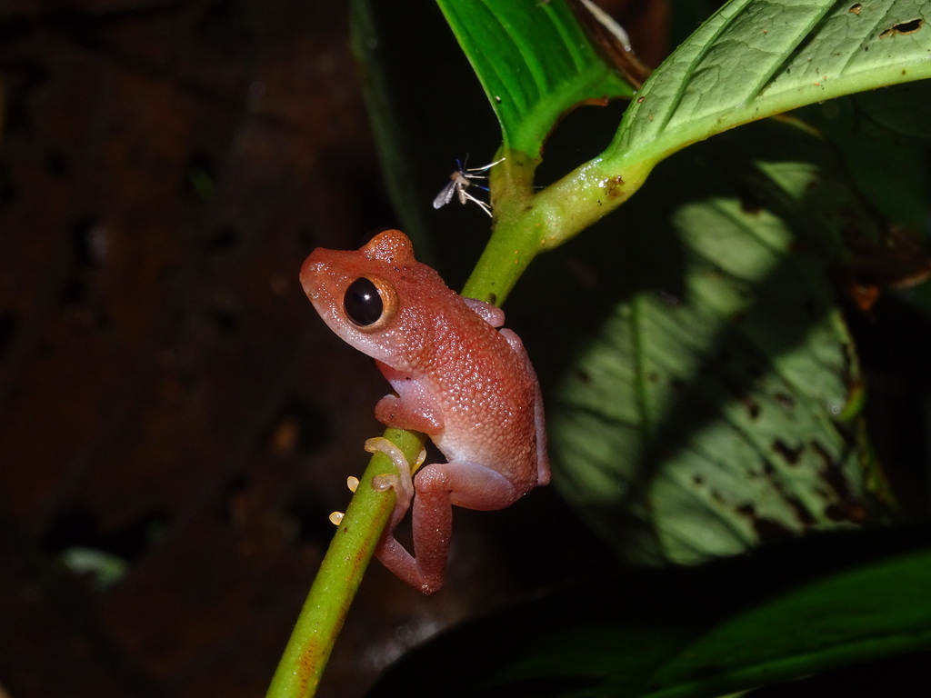 Valley Robber Frog