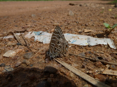 Anthene larydas