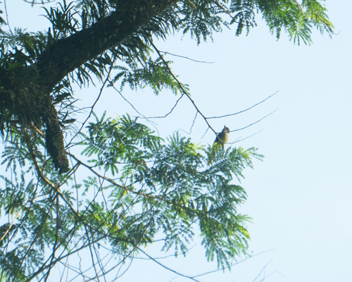 Short-crested Flycatcher (Myiarchus ferox), photo 4