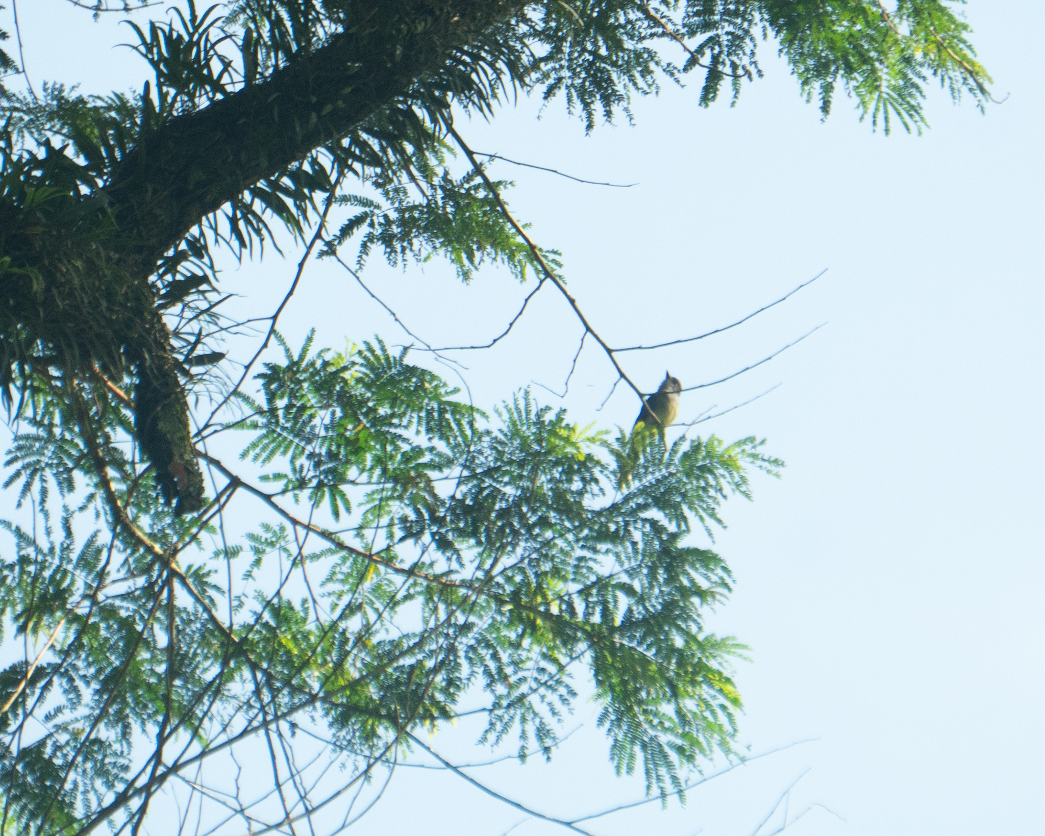 Short-crested Flycatcher (Myiarchus ferox), photo 6