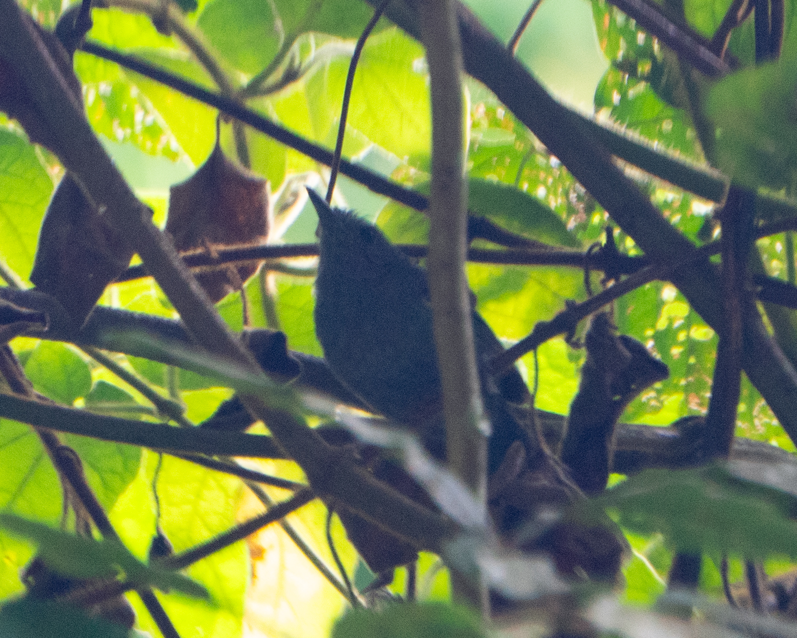 Rio de Janeiro Antbird (Cercomacra brasiliana), photo 3