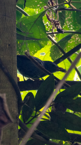 Rio de Janeiro Antbird (Cercomacra brasiliana), photo 10