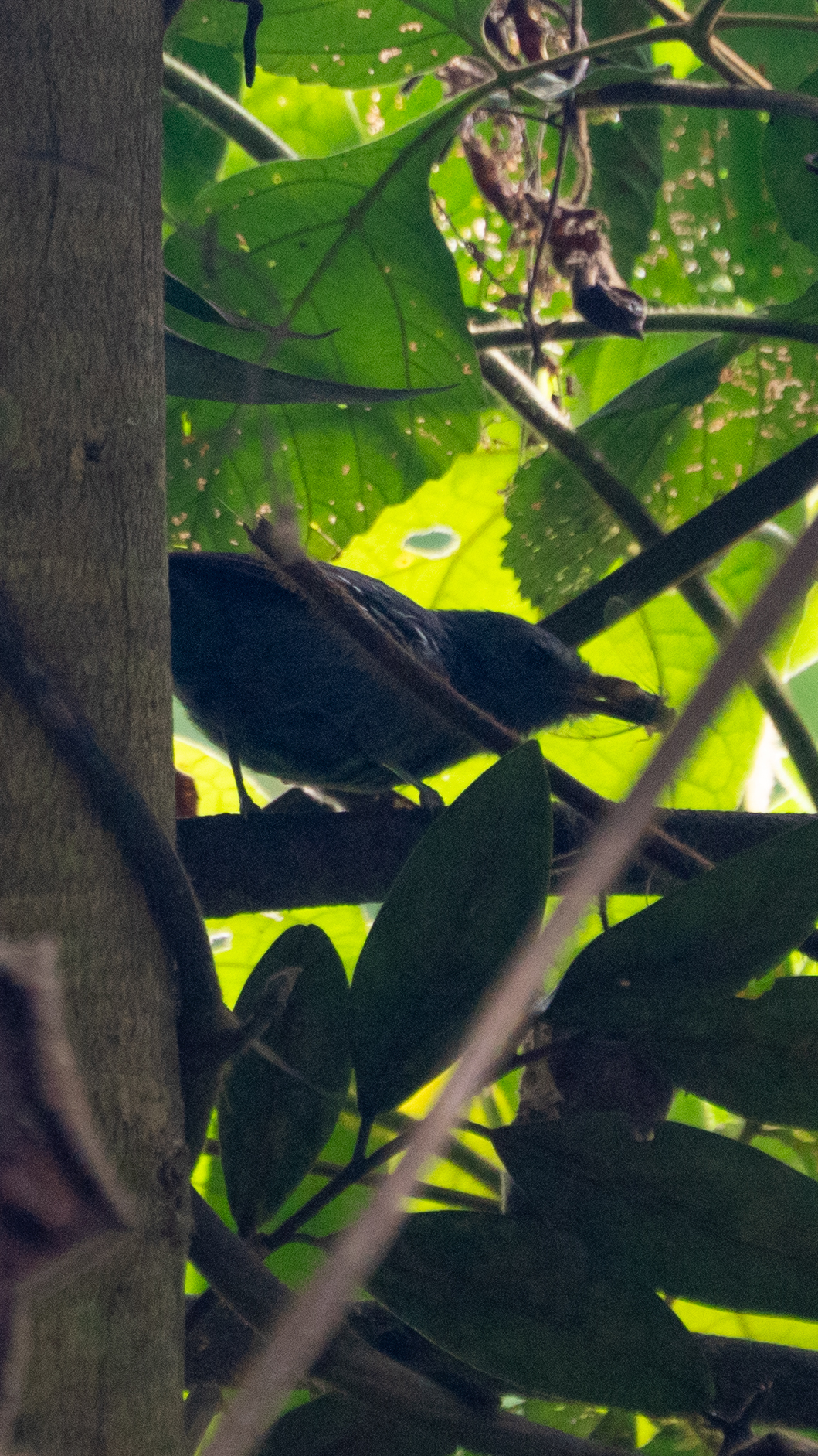 Rio de Janeiro Antbird (Cercomacra brasiliana), photo 1