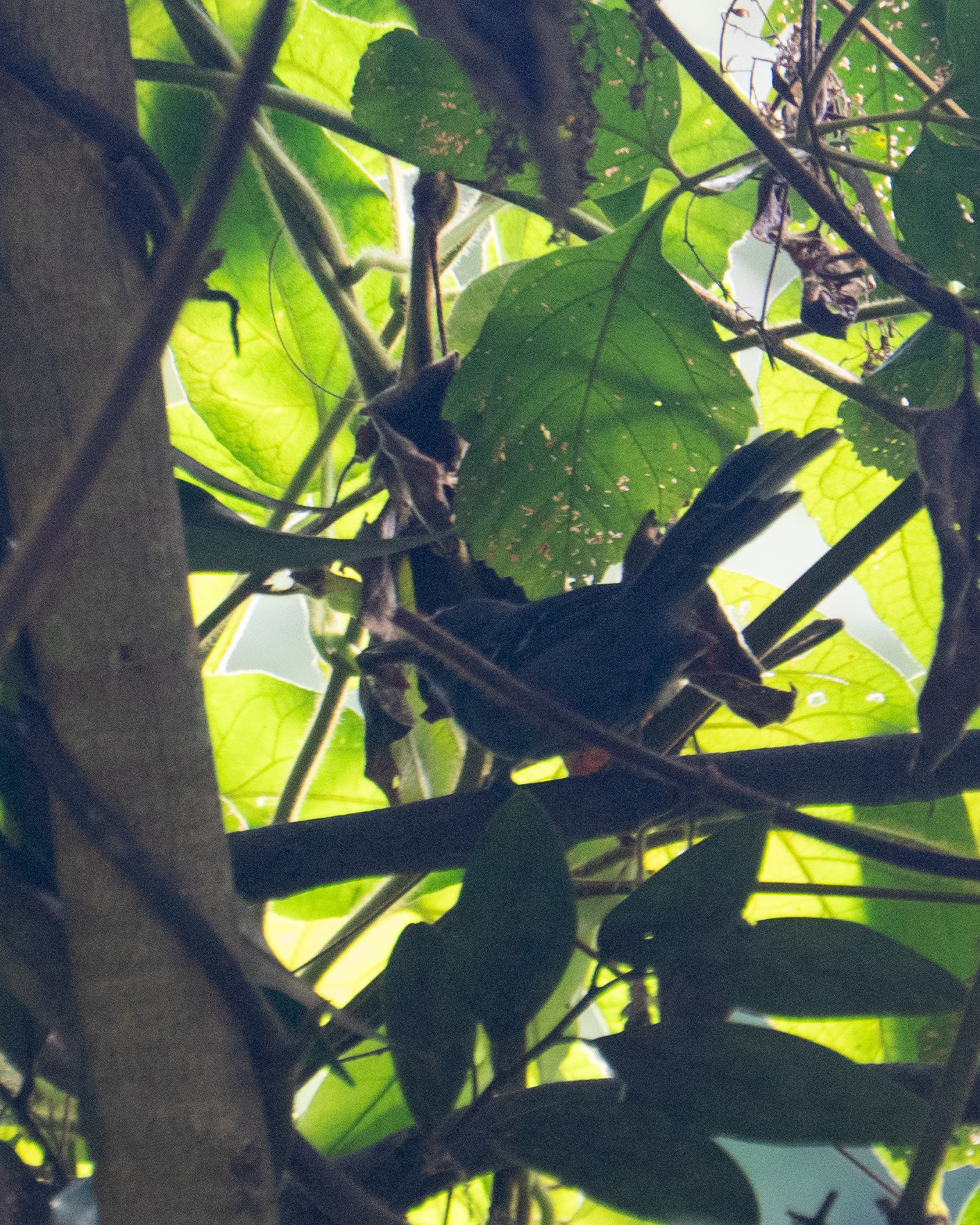 Rio de Janeiro Antbird (Cercomacra brasiliana), photo 2