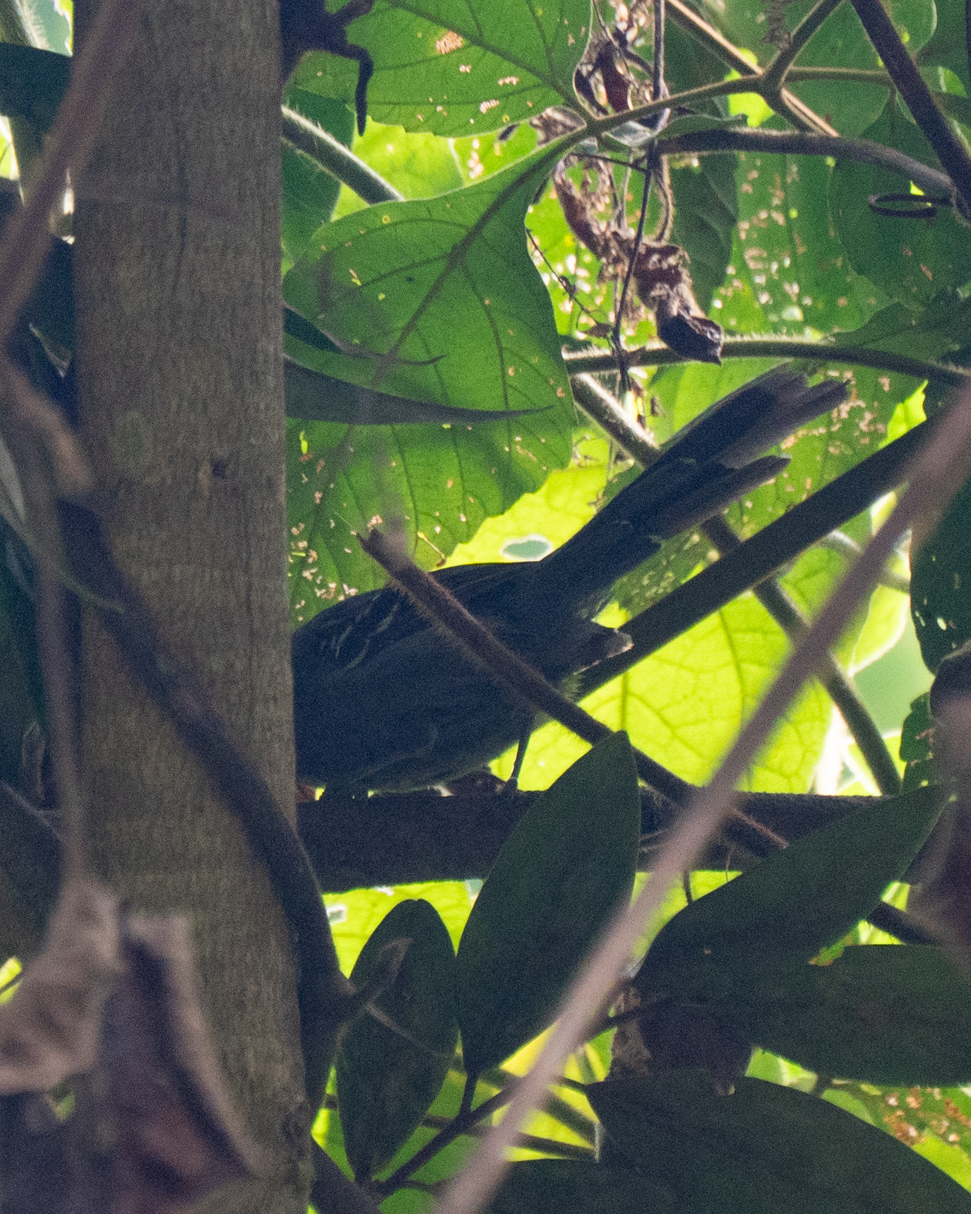 Rio de Janeiro Antbird (Cercomacra brasiliana), photo 5