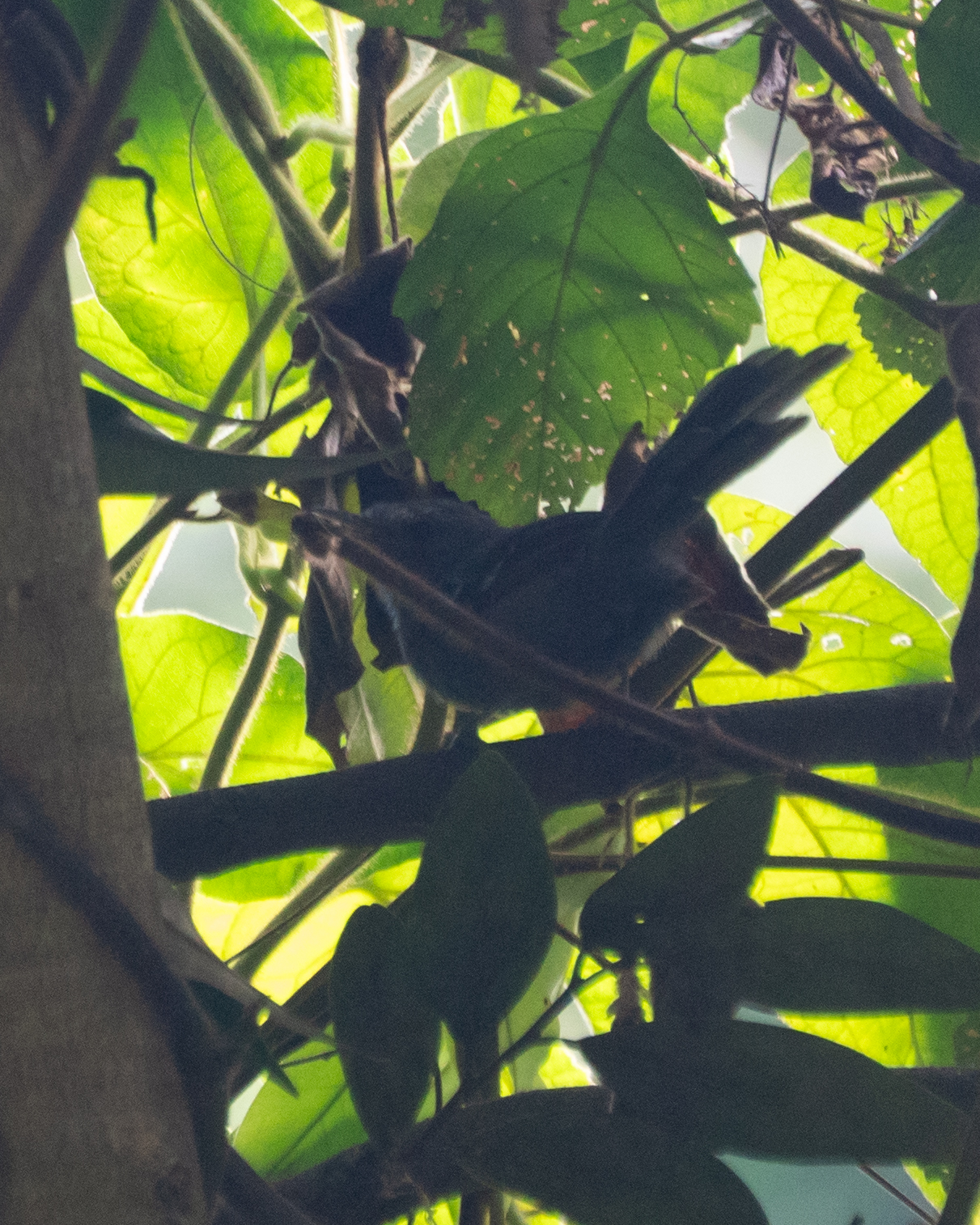 Rio de Janeiro Antbird (Cercomacra brasiliana), photo 4