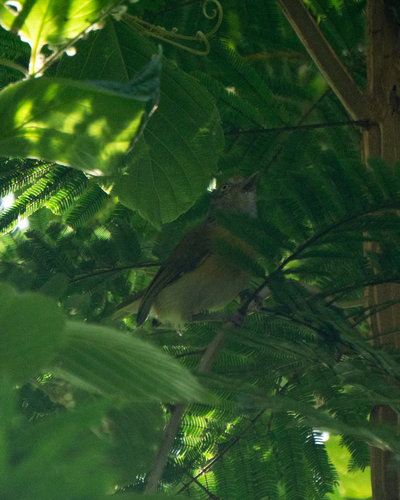 Lemon-chested Greenlet (Hylophilus thoracicus)