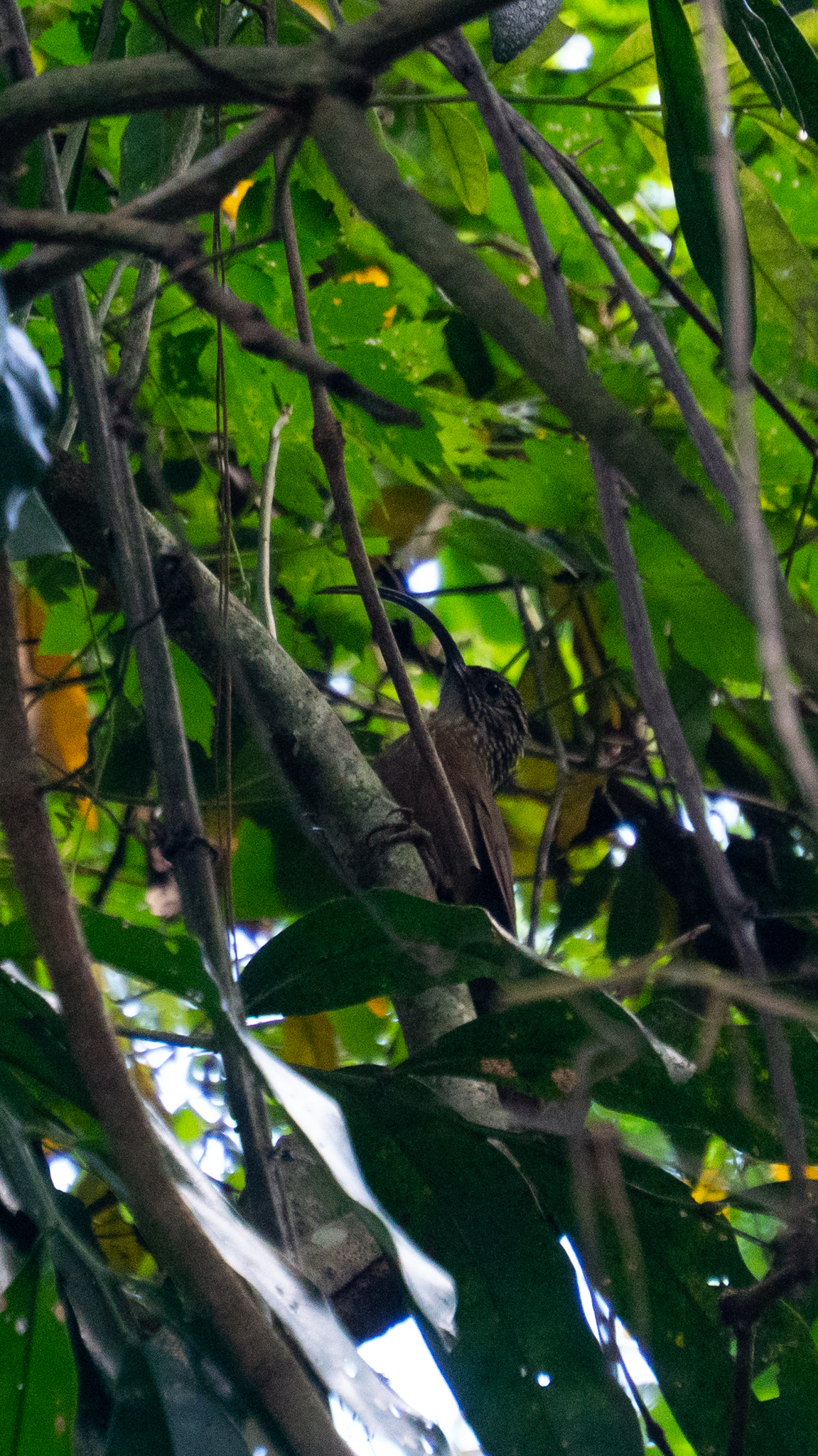 Black-billed Scythebill (Campylorhamphus falcularius), photo 3