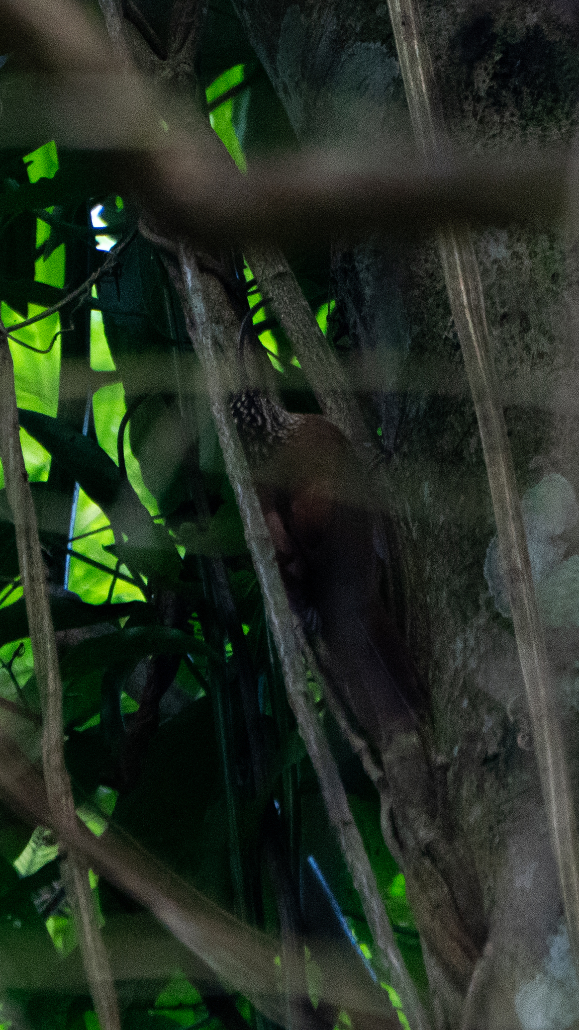 Black-billed Scythebill (Campylorhamphus falcularius), photo 4