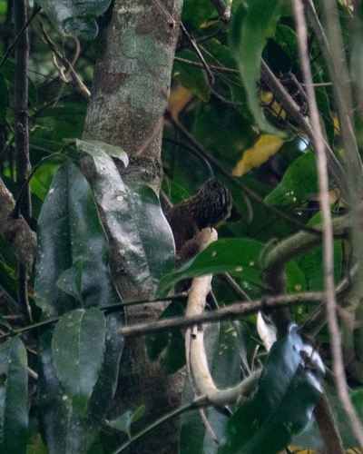 Black-billed Scythebill (Campylorhamphus falcularius), photo 9