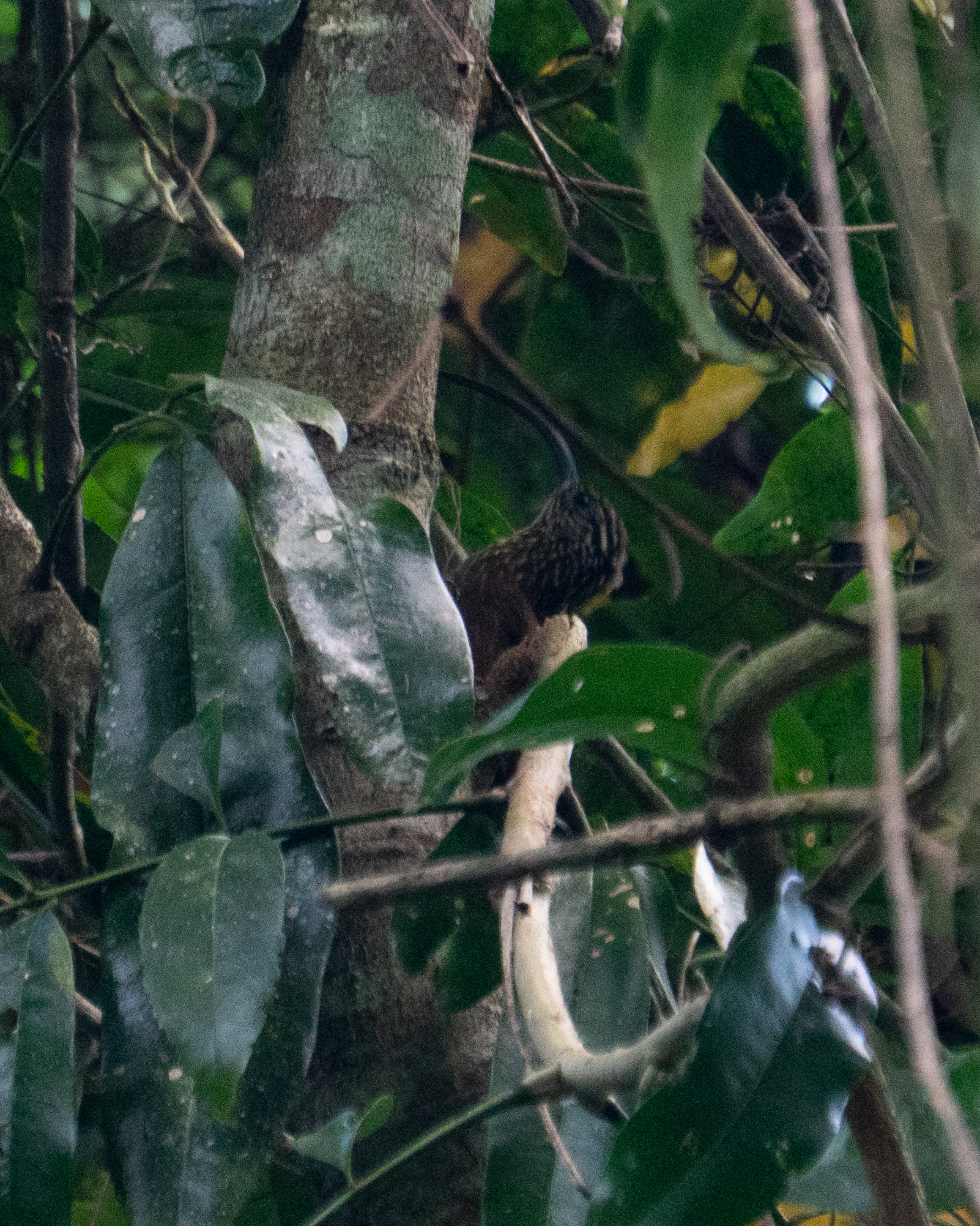 Black-billed Scythebill (Campylorhamphus falcularius), photo 7
