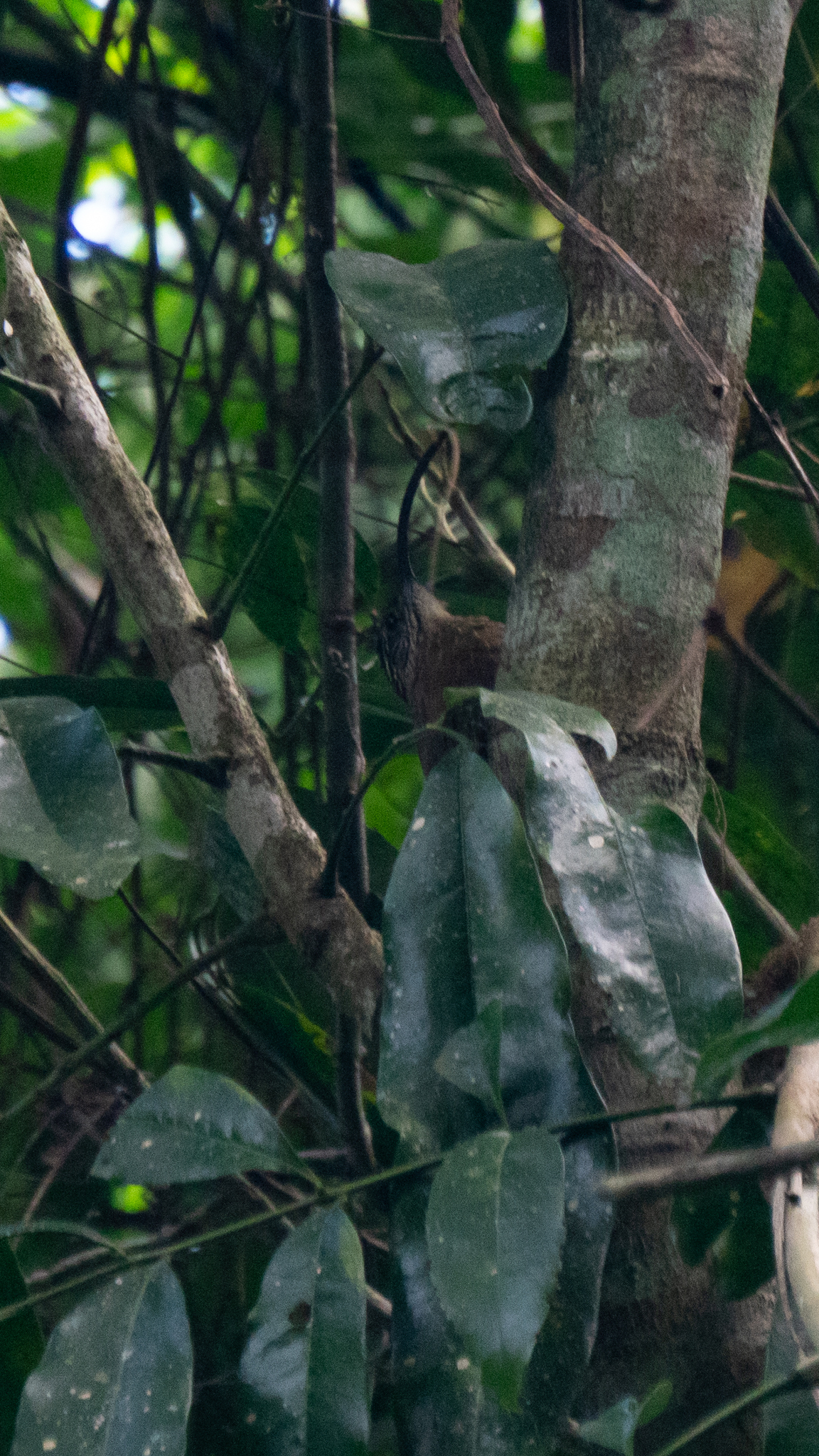 Black-billed Scythebill (Campylorhamphus falcularius), photo 8