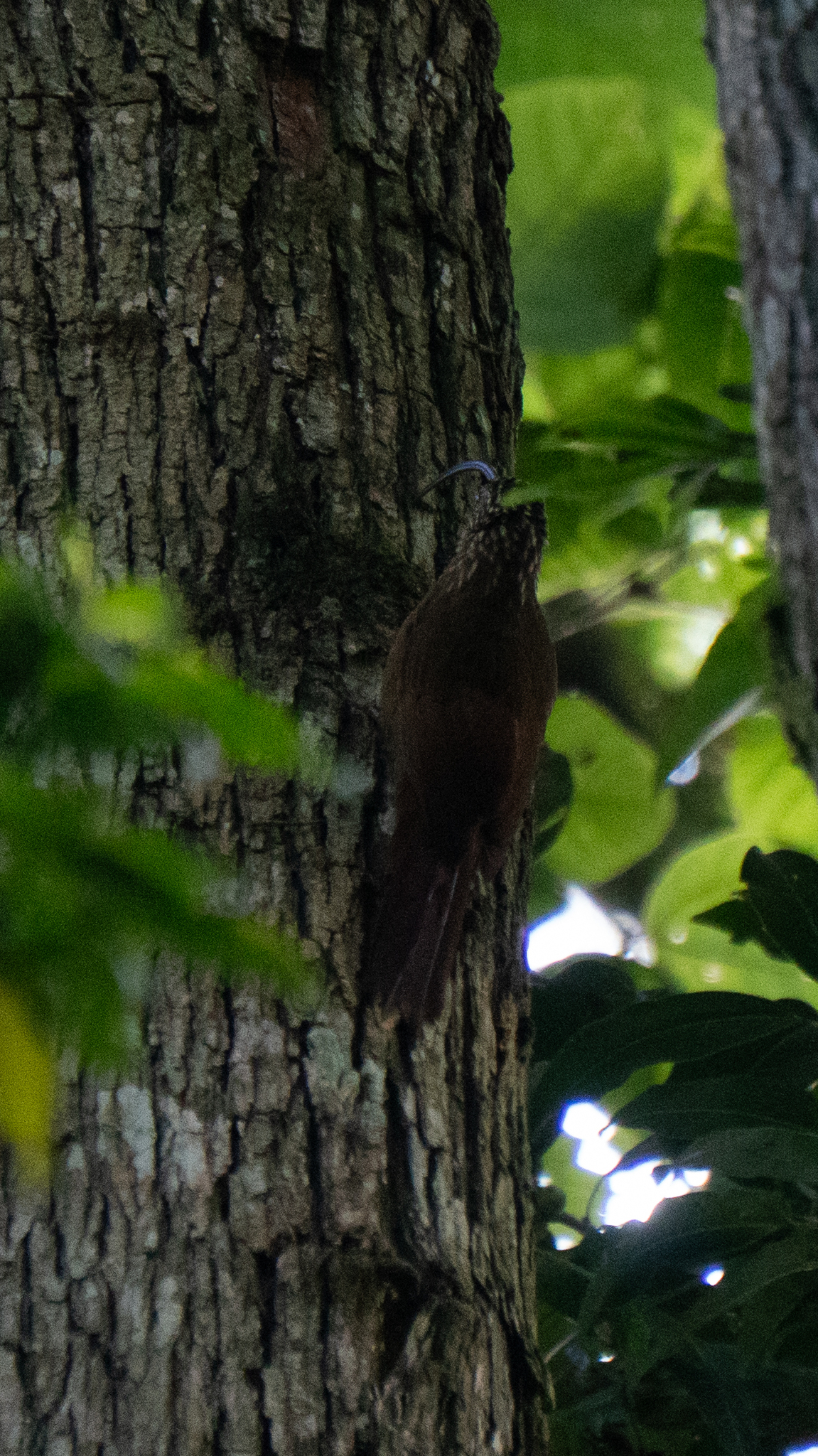 Black-billed Scythebill (Campylorhamphus falcularius), photo 9