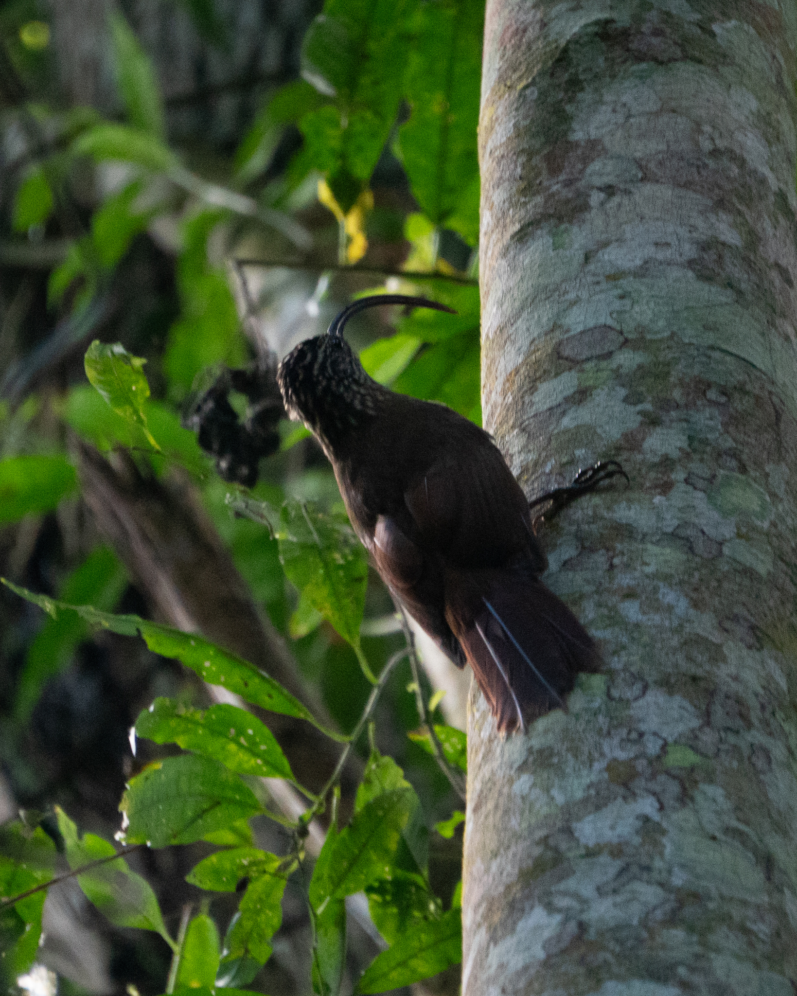 Black-billed Scythebill (Campylorhamphus falcularius), photo 10