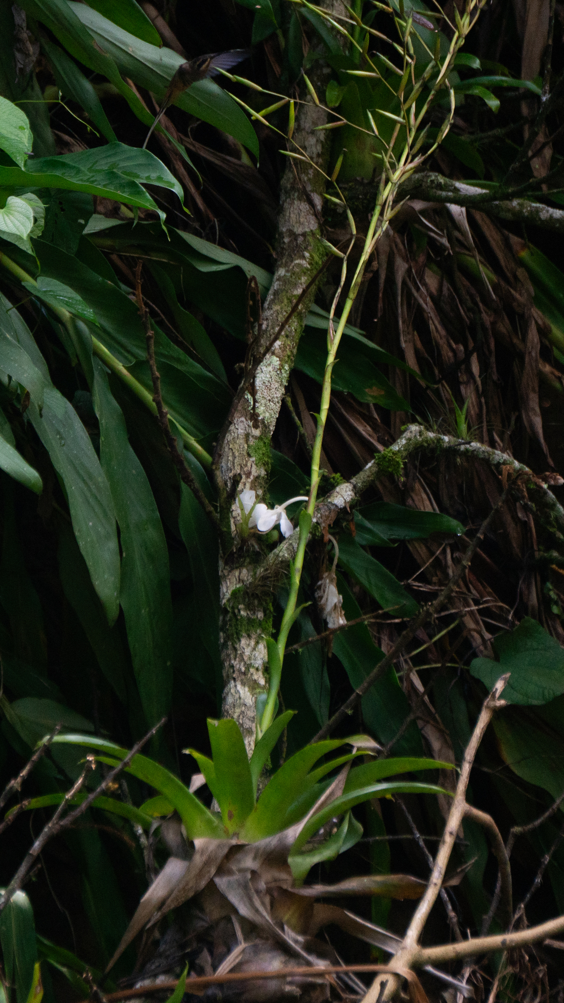 Planalto Hermit (Phaethornis pretrei), photo 3