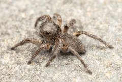 Habronattus ammophilus