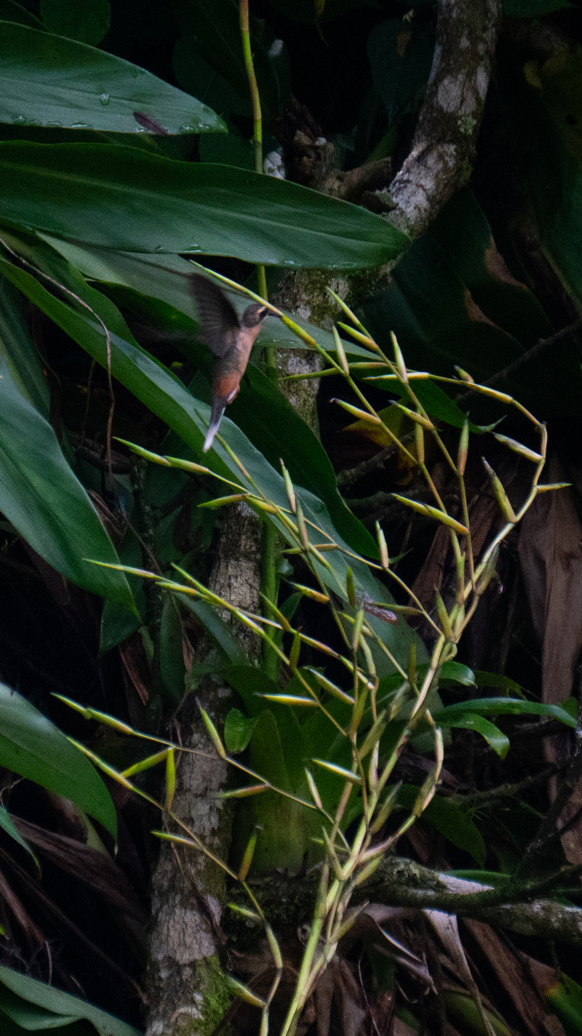 Planalto Hermit (Phaethornis pretrei), photo 2