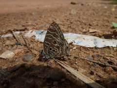 Anthene larydas