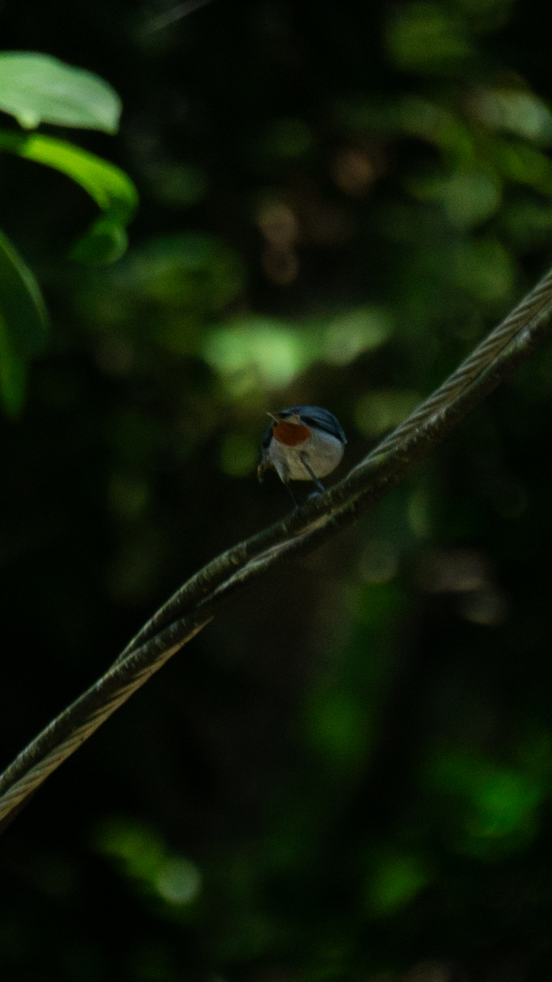 Chestnut-vented Conebill (Conirostrum speciosum), photo 3