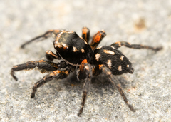 Habronattus ammophilus