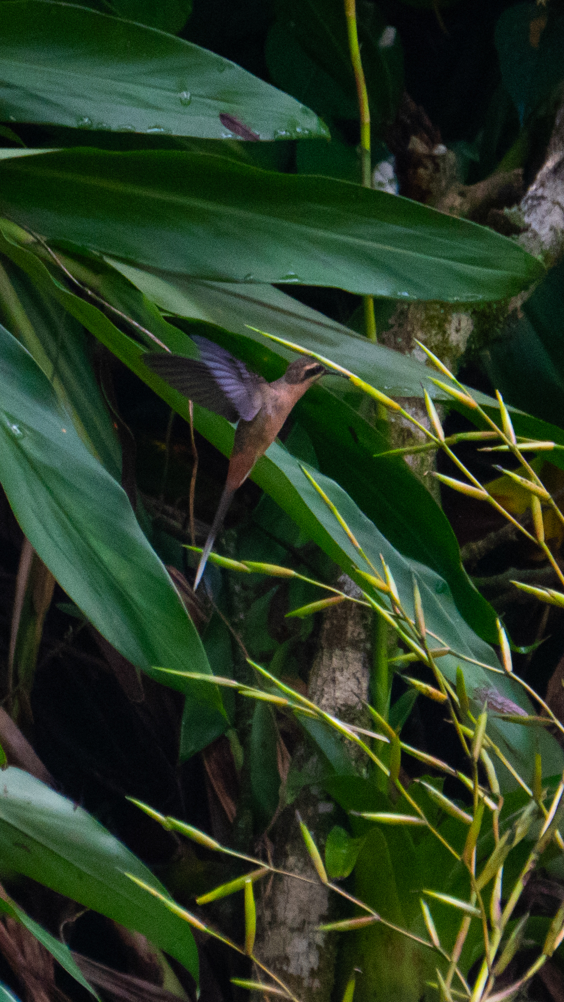 Planalto Hermit (Phaethornis pretrei), photo 1
