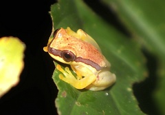 Dendropsophus rhodopeplus
