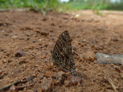Anthene larydas