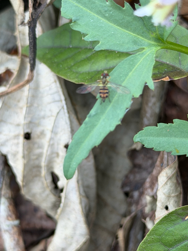 Unknown species found near Anderson County, US-TN, US