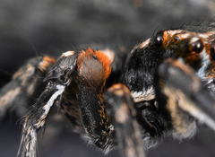 Habronattus ammophilus
