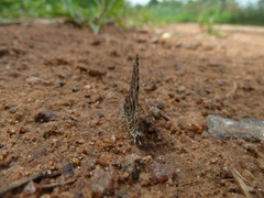 Anthene larydas