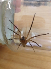 Zoropsis