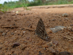 Anthene larydas