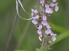 Teucrium canadense canadense