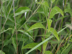 Teucrium canadense canadense
