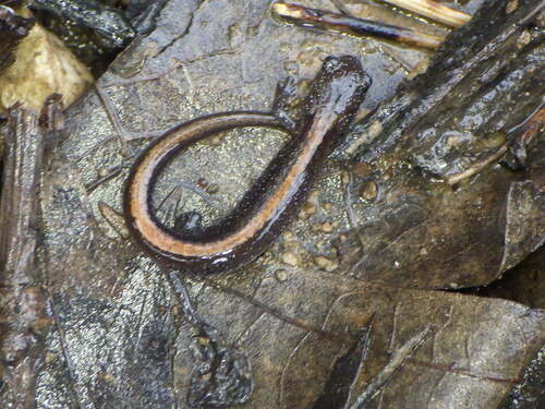Ozark Salamander, Plethodon angusticlavius
