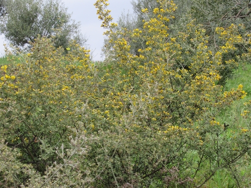 Avistamiento Calicotome villosa