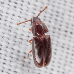 Pharaxonotha kirschii