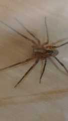 Zoropsis