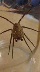 Zoropsis