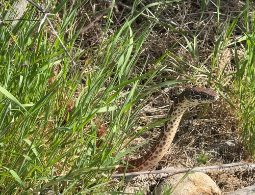 Common Coachwhip