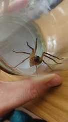 Zoropsis