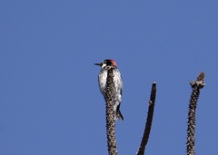 Melanerpes formicivorus