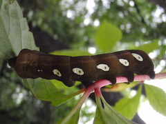 Eumorpha pandorus