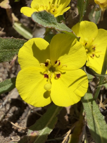 California sun cup (Camissoniopsis bistorta)