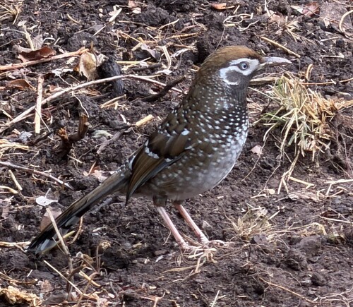 White-speckled Laughingthrush (Ianthocincla bieti), photo 2