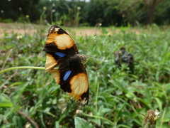 Junonia hierta cebrene