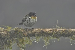 Ixothraupis rufigula