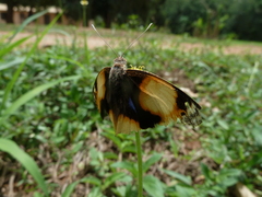 Junonia hierta cebrene