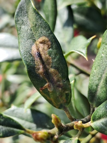 Unknown species found near Hope Mills, NC, USA