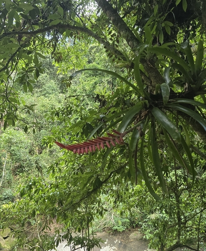 Vriesea ensiformis, photograph 6